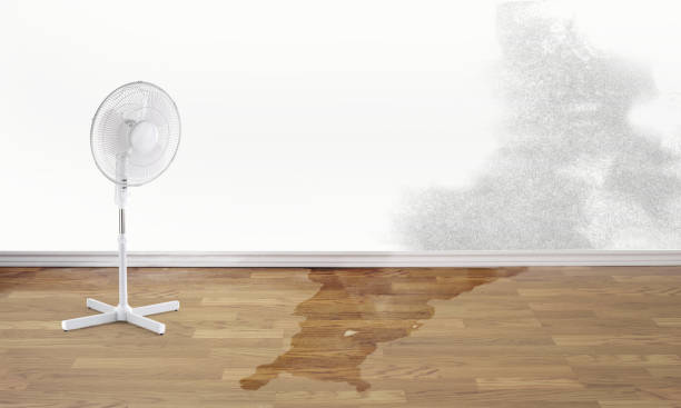Best Mold removal after water damage  in Hampshire, IL