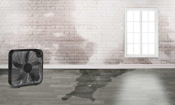 Best 24/7 water damage repair  in Hampshire, IL
